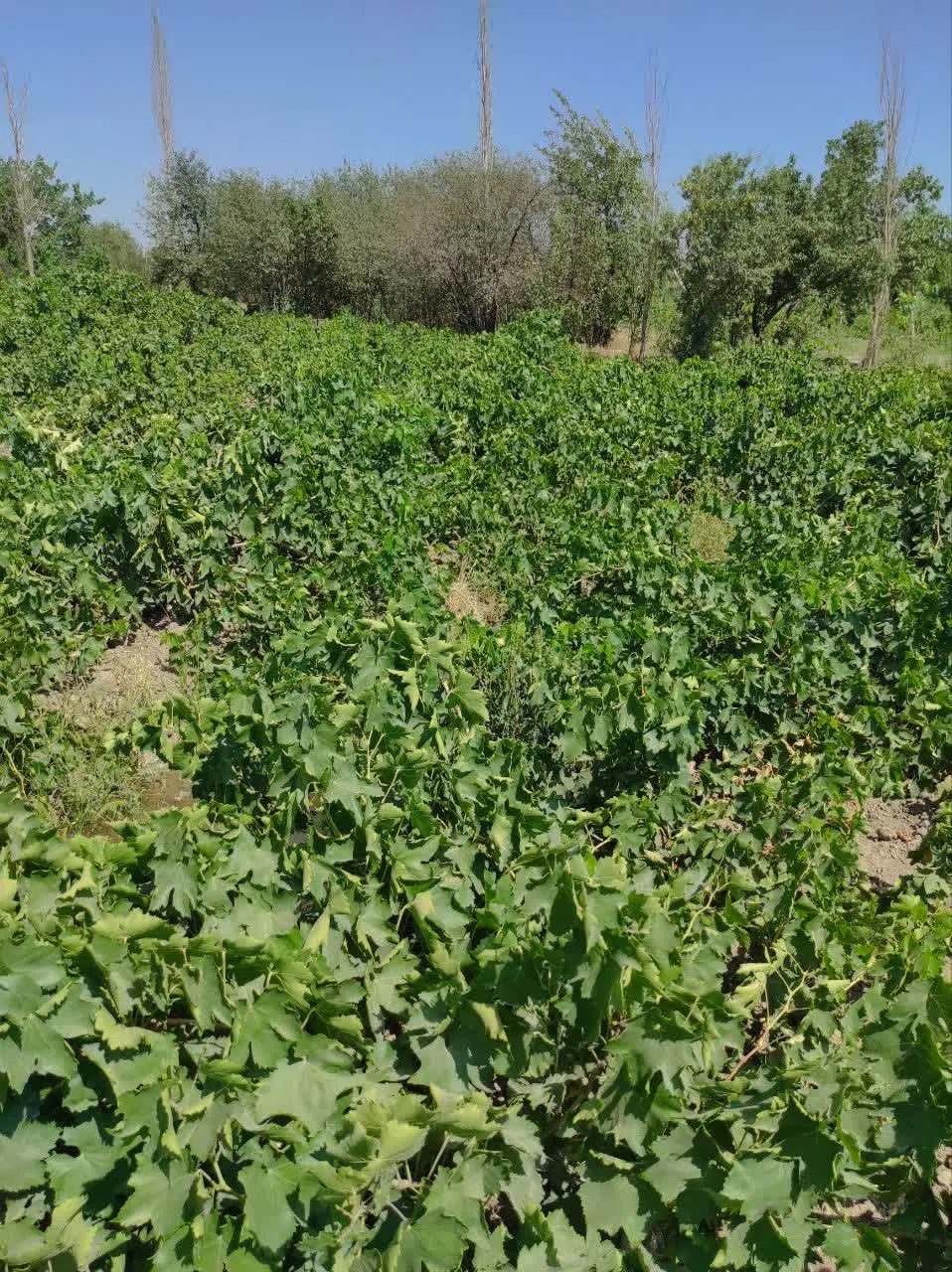 باغ فروشی