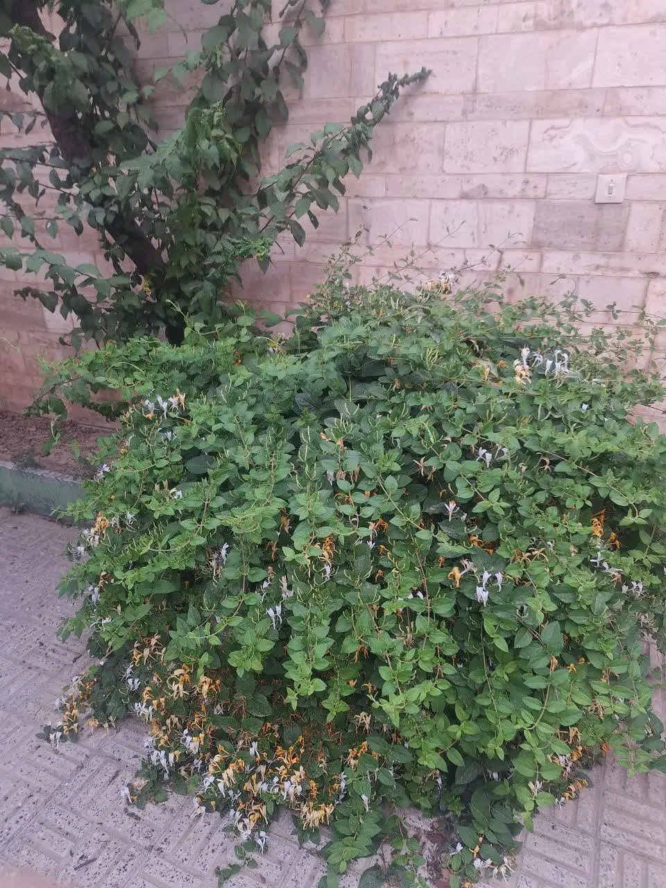 فروش خانه ویلایی
