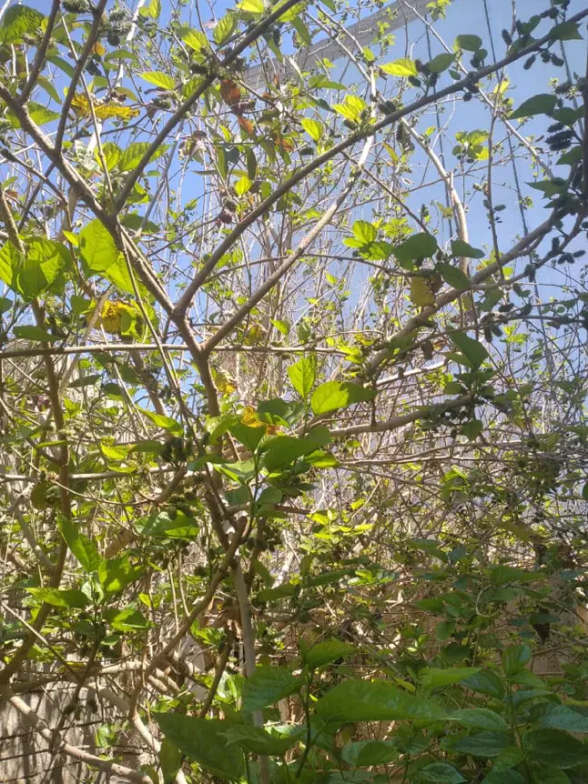 فروش خانه ویلایی (باغچه ) تنگک سوم