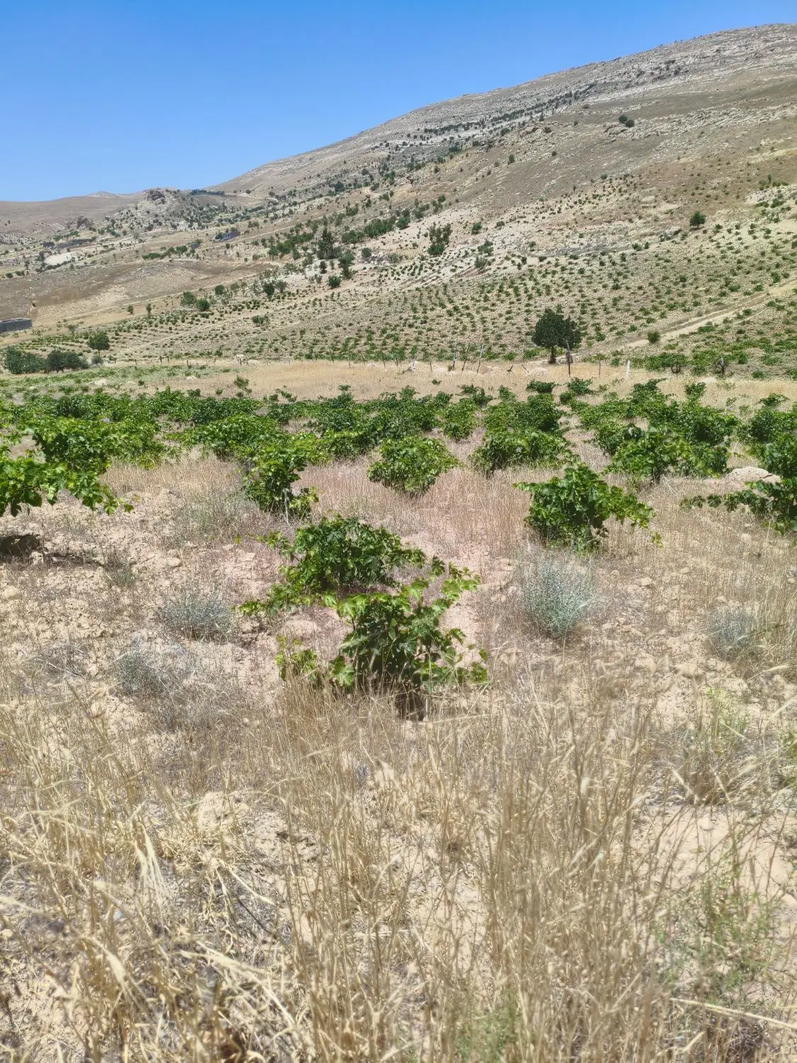 باغ انگور دیم