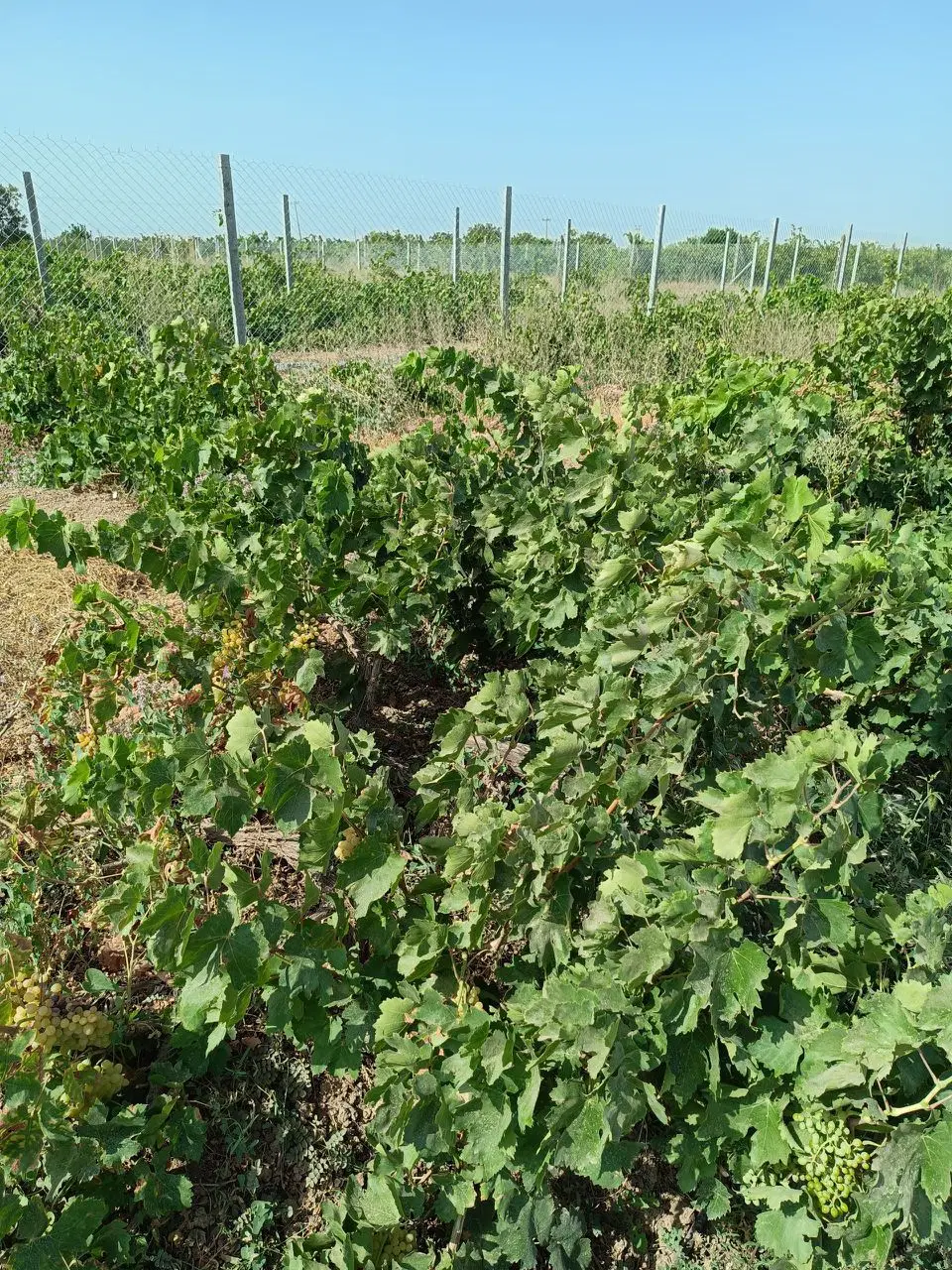 زمین پشت دانشکده میرشاکی