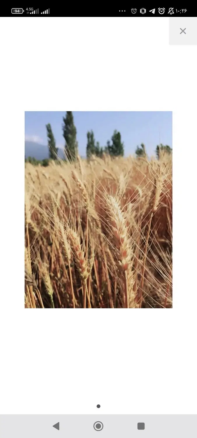 زمین کشاورزی دیم