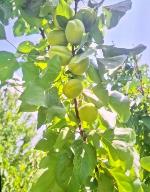 زمین کشاورزی