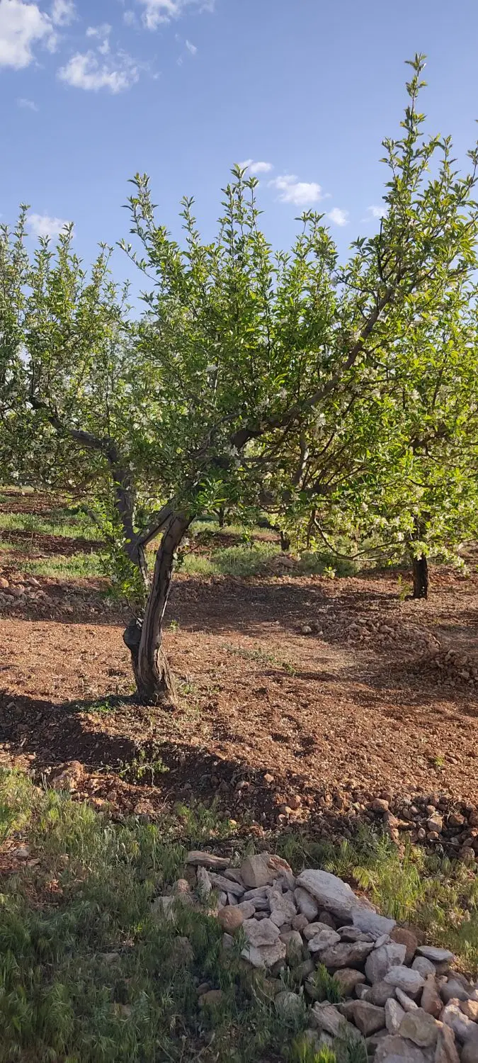 زمین باغشهری