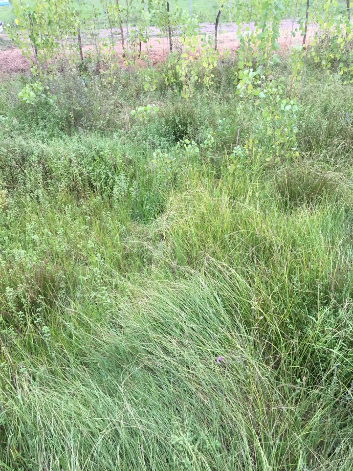 زمین ۲۵۰متری
