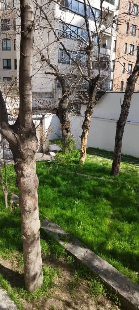 ۱۳۶ متر بازسازی شده_ تراس رو به حیاط مشجر