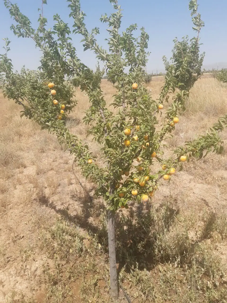 باغشهر سلطانیه