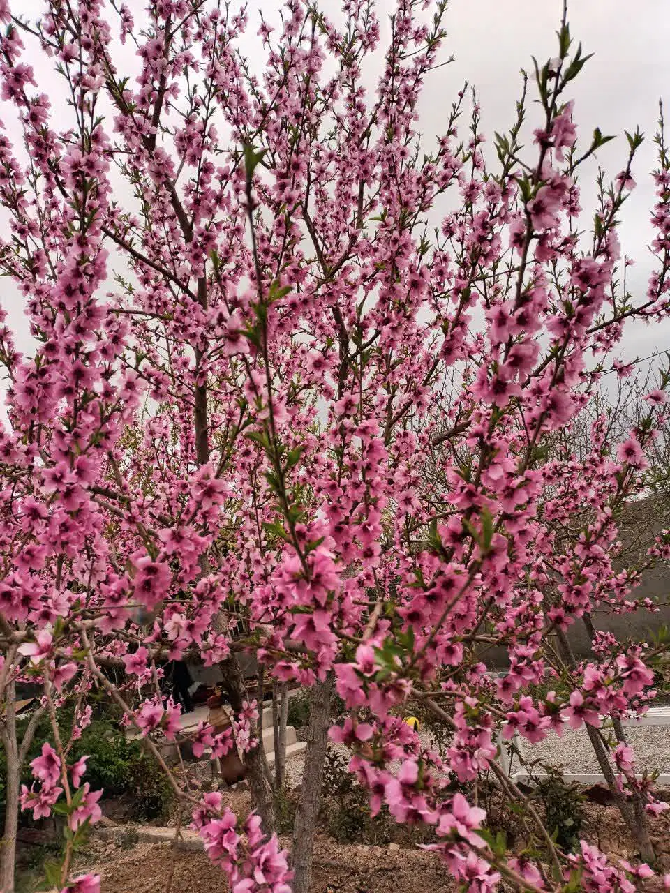 باغ ۴۰۰ متری داخل مجموعه کنار روستای گرمه
