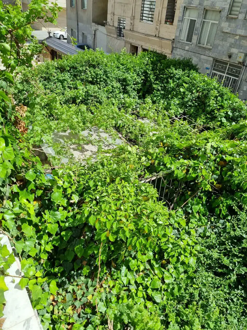 خانه کلنگی