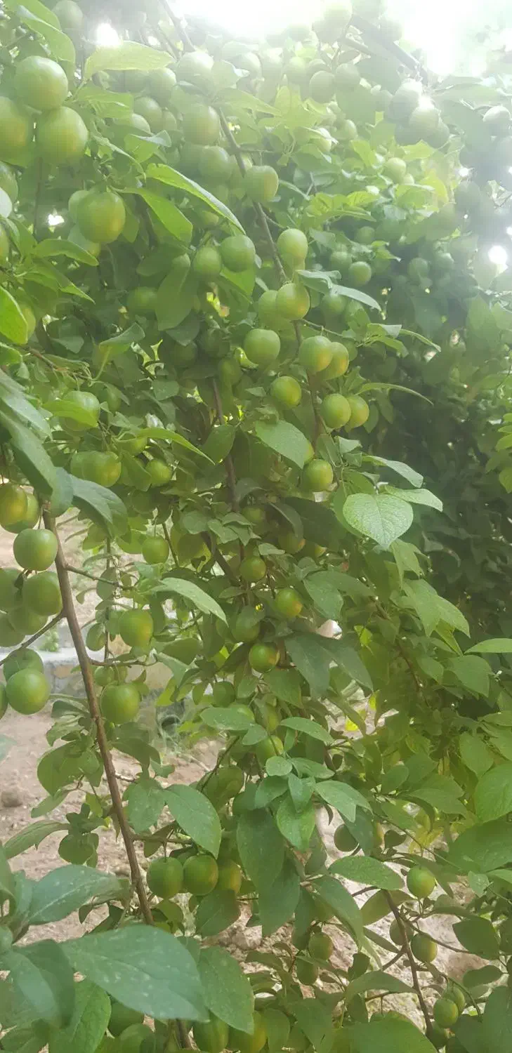 باغ ویلا