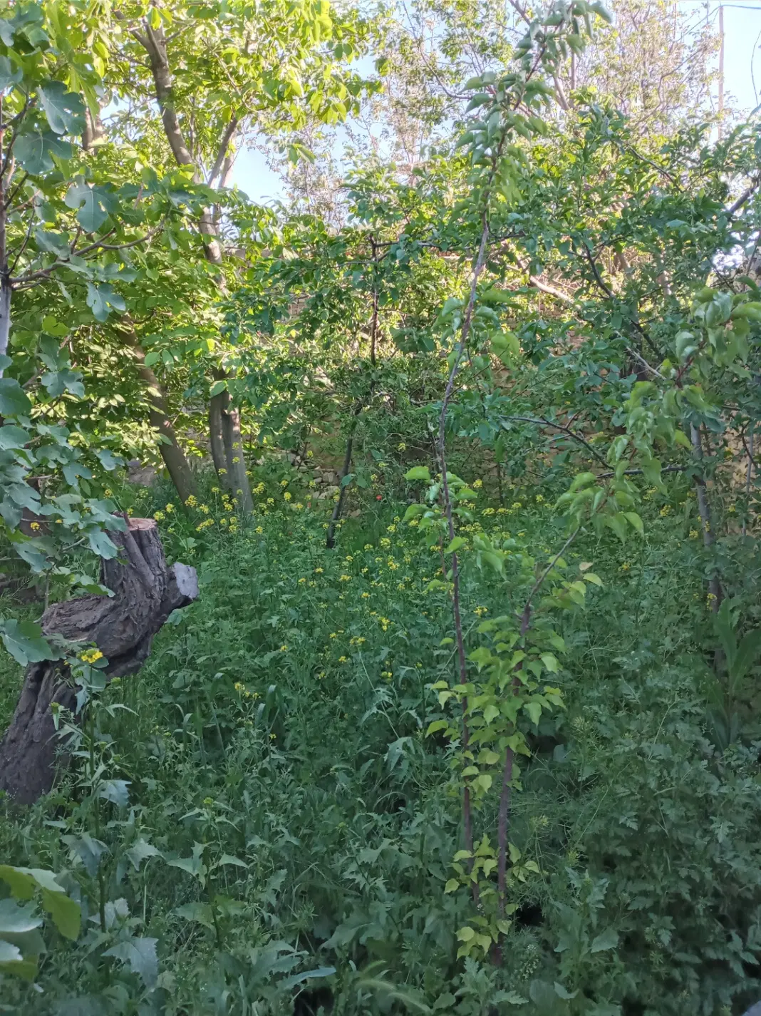 ویلایی مسکونی آبشینه