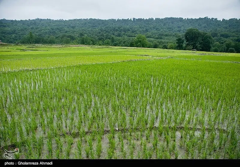 اجاره زمین برای کشت برنج