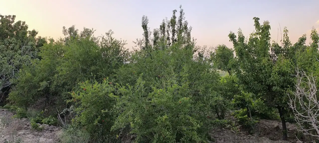 سیزده من باغ فروشی