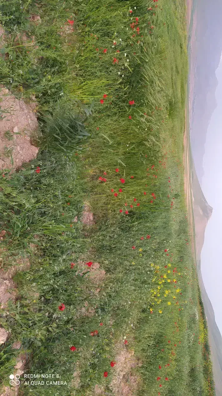 زمین کشاورزی کشت زعفران روستای سراب پرده