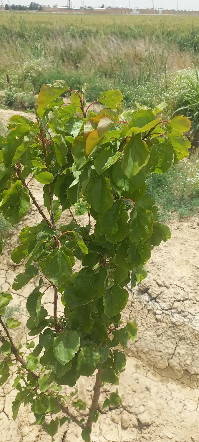 زمین زرنان بالا ۱۰۷۰ متری