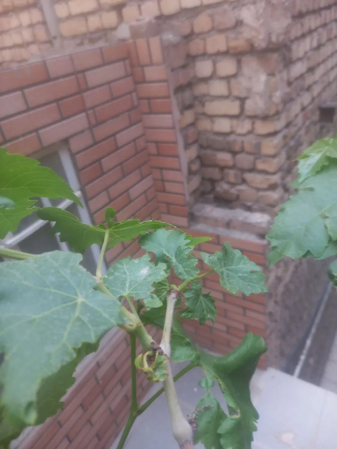 یه عدد آپارتمان۷۵متری