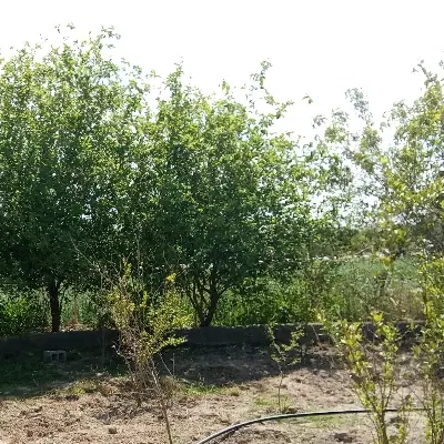 ملک کلنگی ،رهگیری ،قولنامه،تمدید