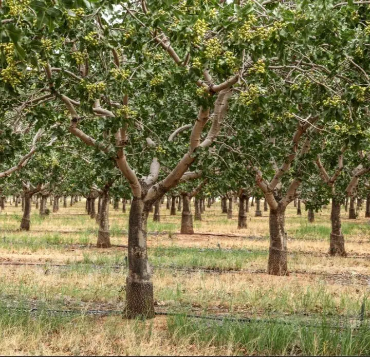 زمین پسته