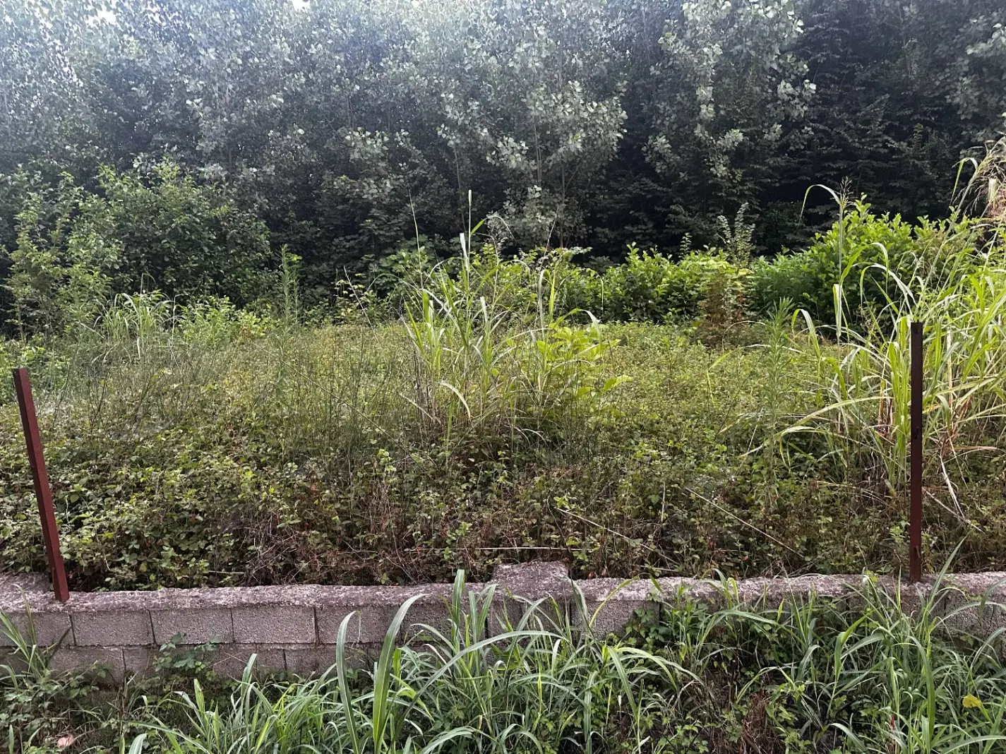 زمین باغی ۳۱۴ متر چسب مسکونی