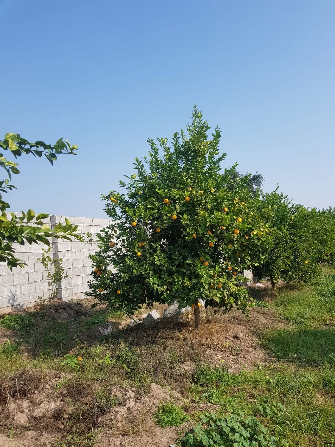 فروش زمین کشاورزی