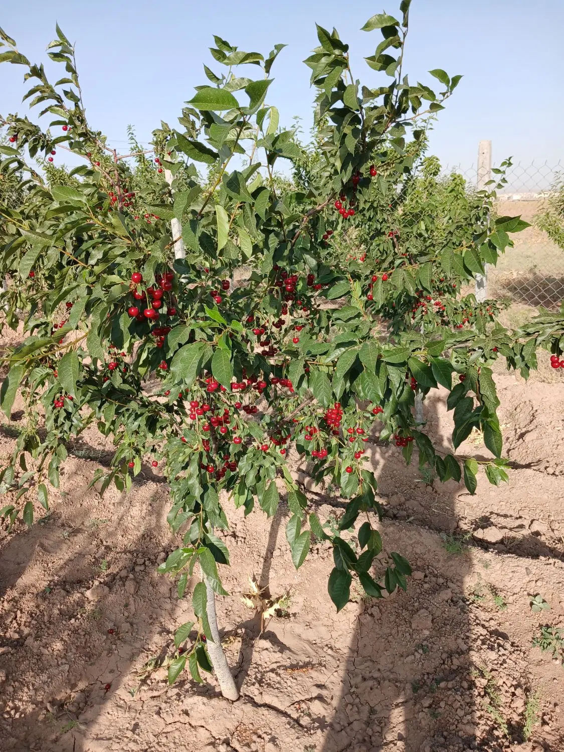 باغ پسته سنددار