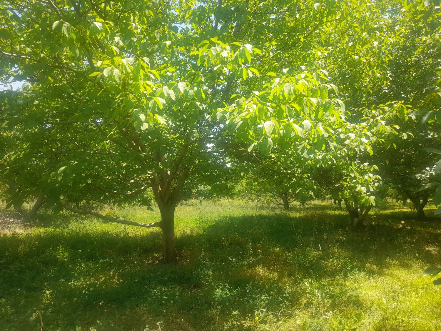 فروش باغ گردو ۲۵ ساله