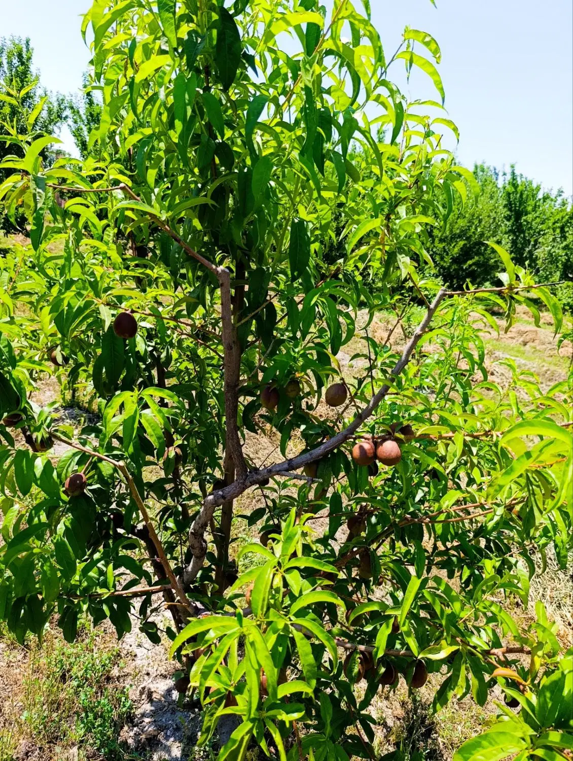 باغ و زراعی