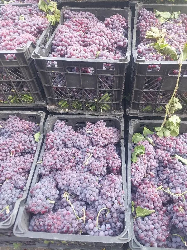 فروش باغ انگور روبرو باغ شهری پردیس