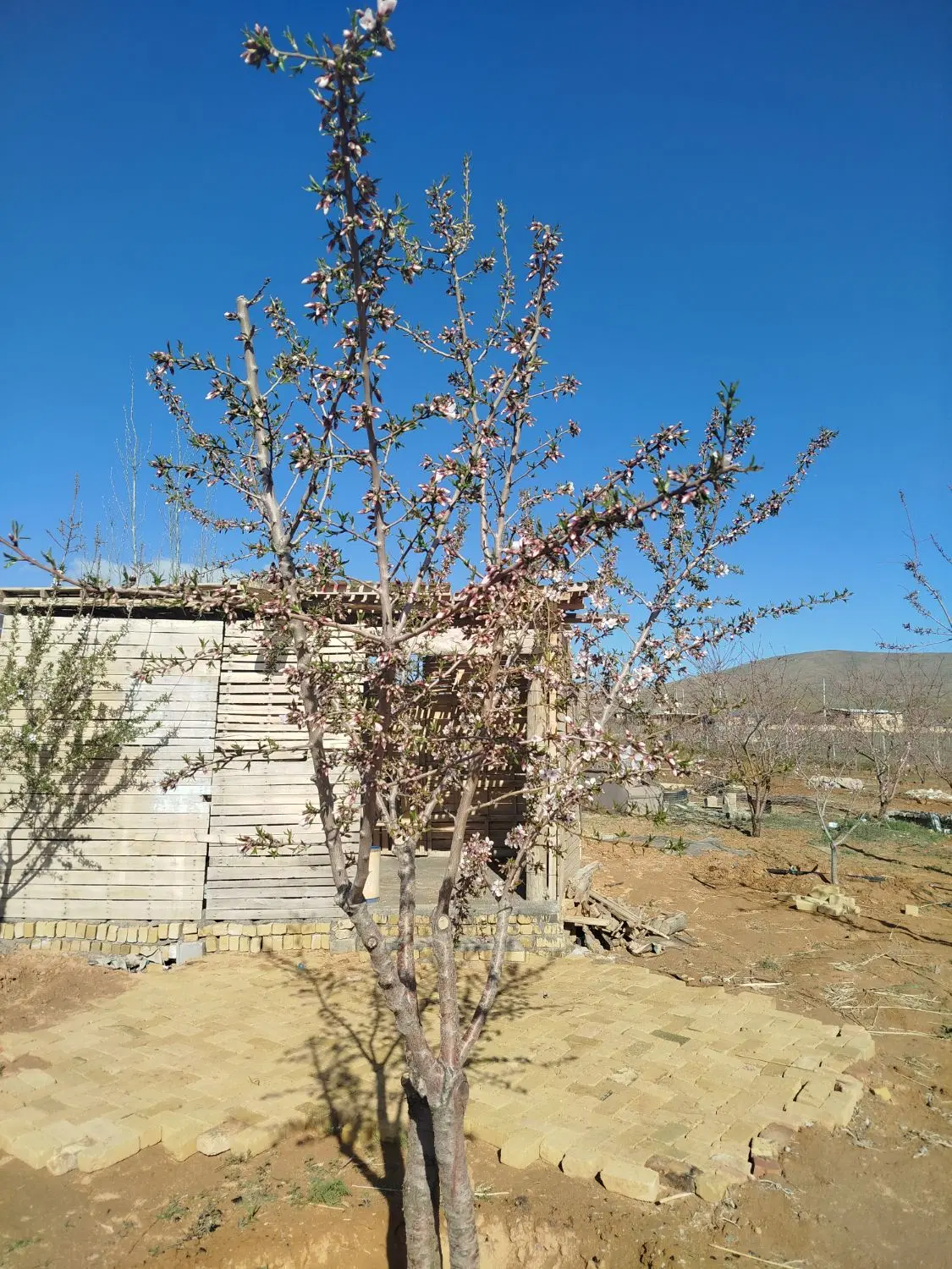 فروش باغ روستای باغموری نزدیک به بافت دسترسی اسان