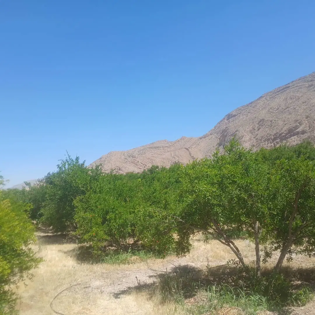 فروش زمین باغشهری