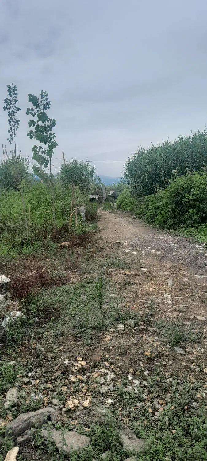 زمین سنددار لاهیجان روستای گورندان