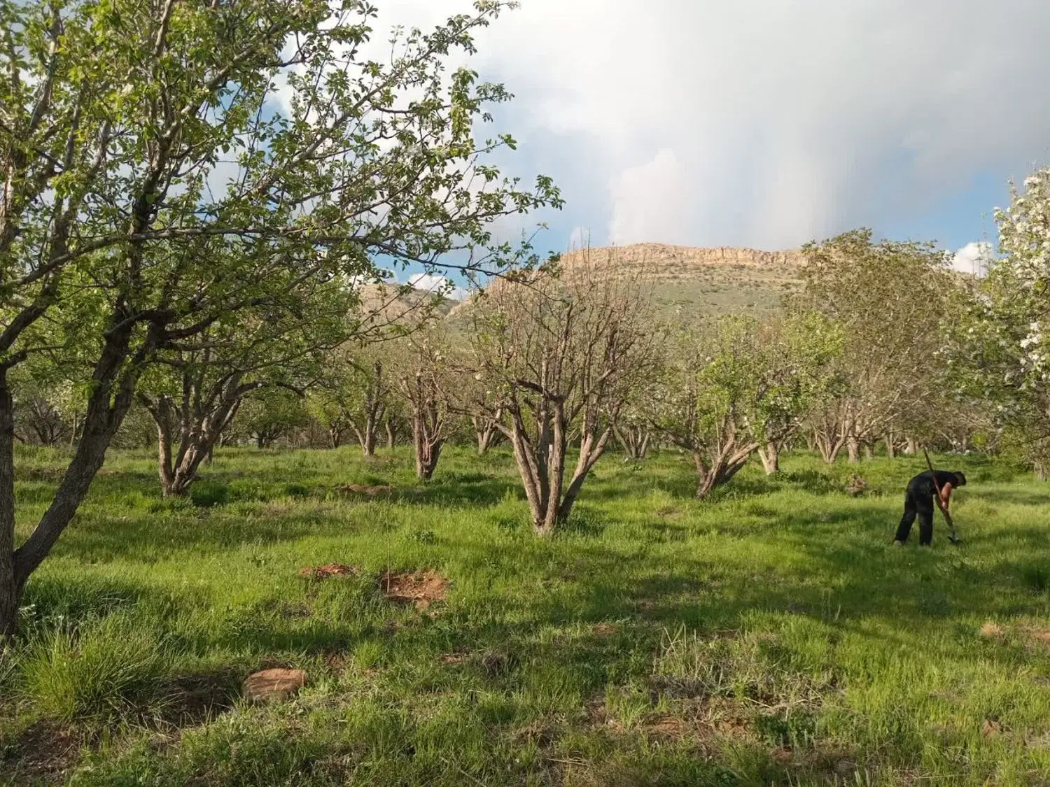 باغ ثمری