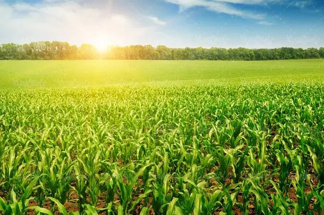زمین کشاورزی شهرک بابا عباس