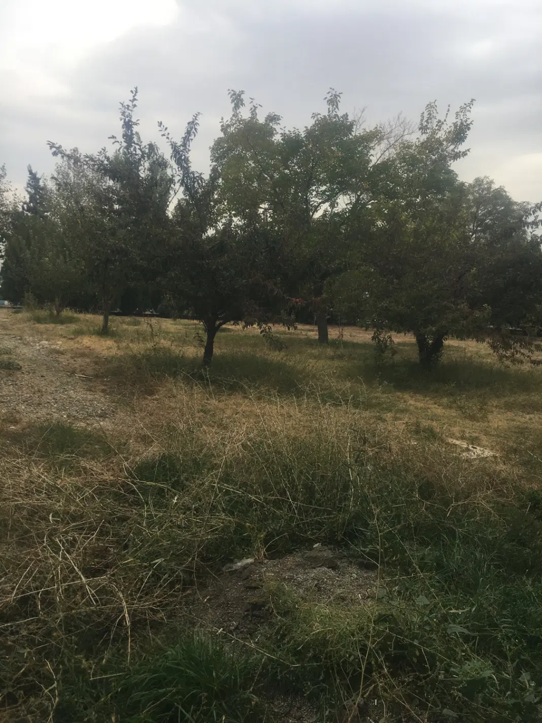 باغ دوساله الوان