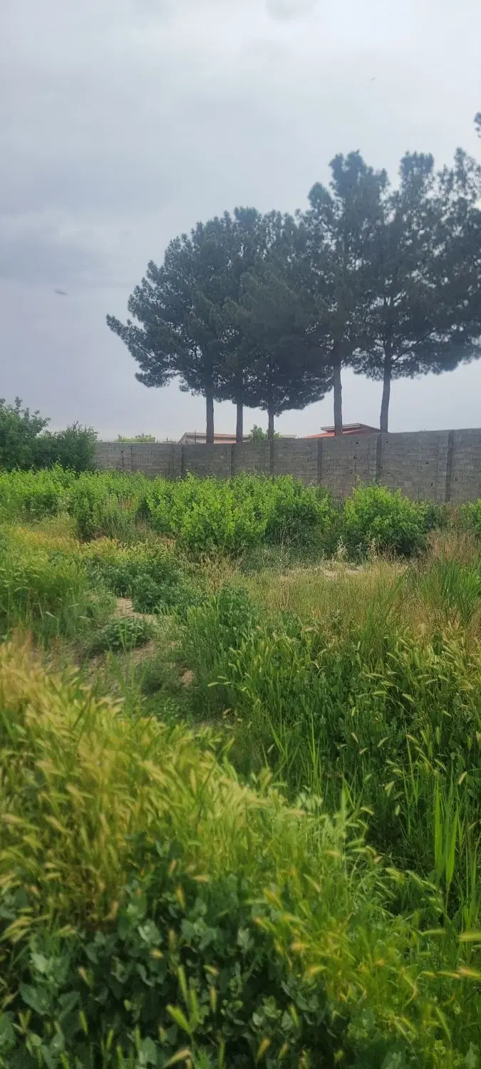 ۲۳۰ متر_صائب تبریزی_چسب بافت_بدون مشابه