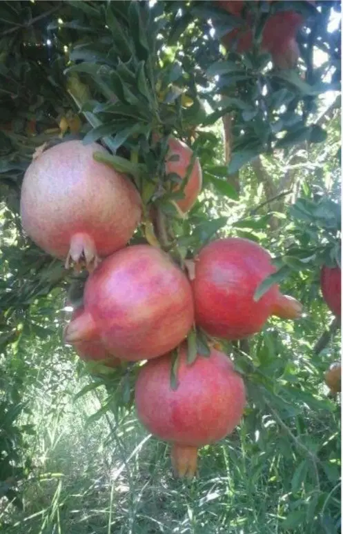 باغ انار