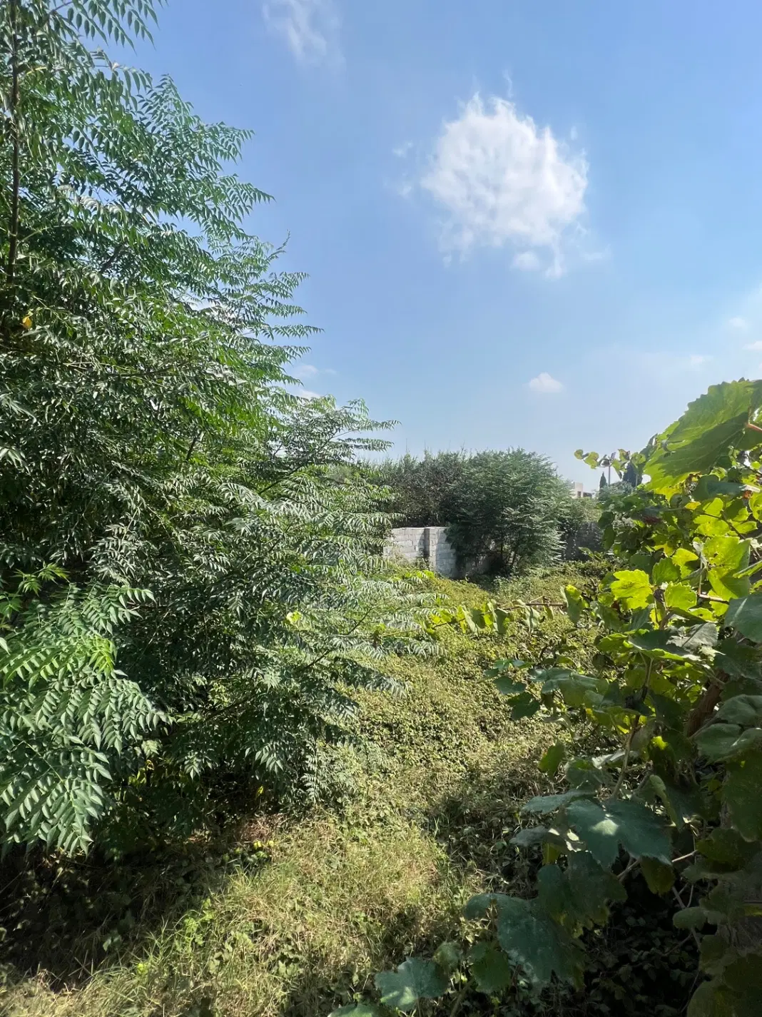 ۲۴۰ متر زمین مسکونی خوش قواره با موقعیت عالی
