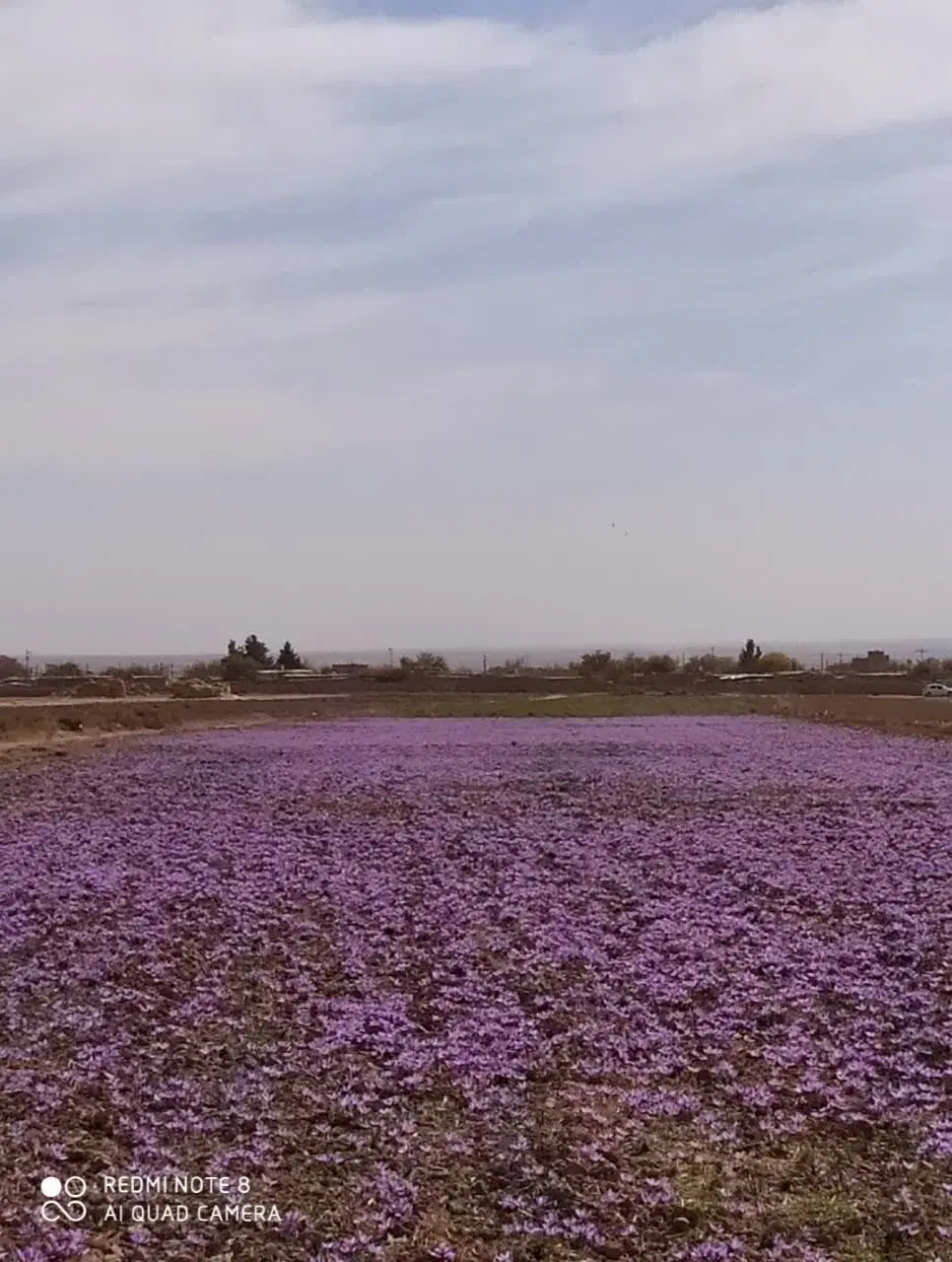 زمین اجاره جهت کشت زعفران