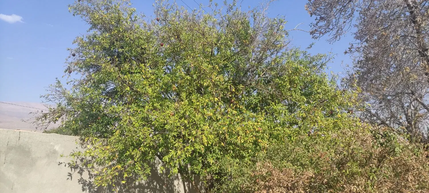 خونه ویلایی بلوار تیگران ماهان
