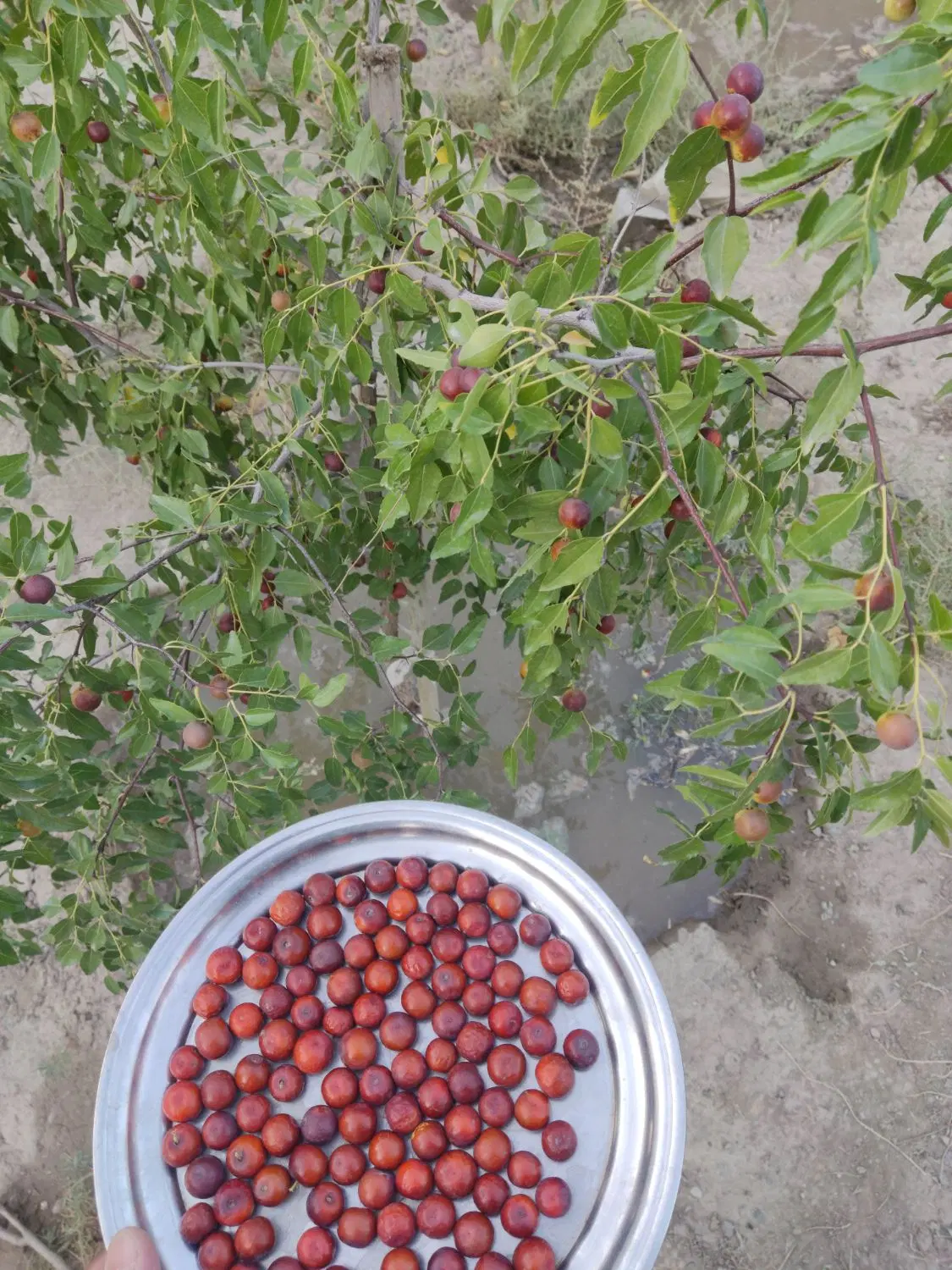 زمین ۵۰۰متر سند ملکی