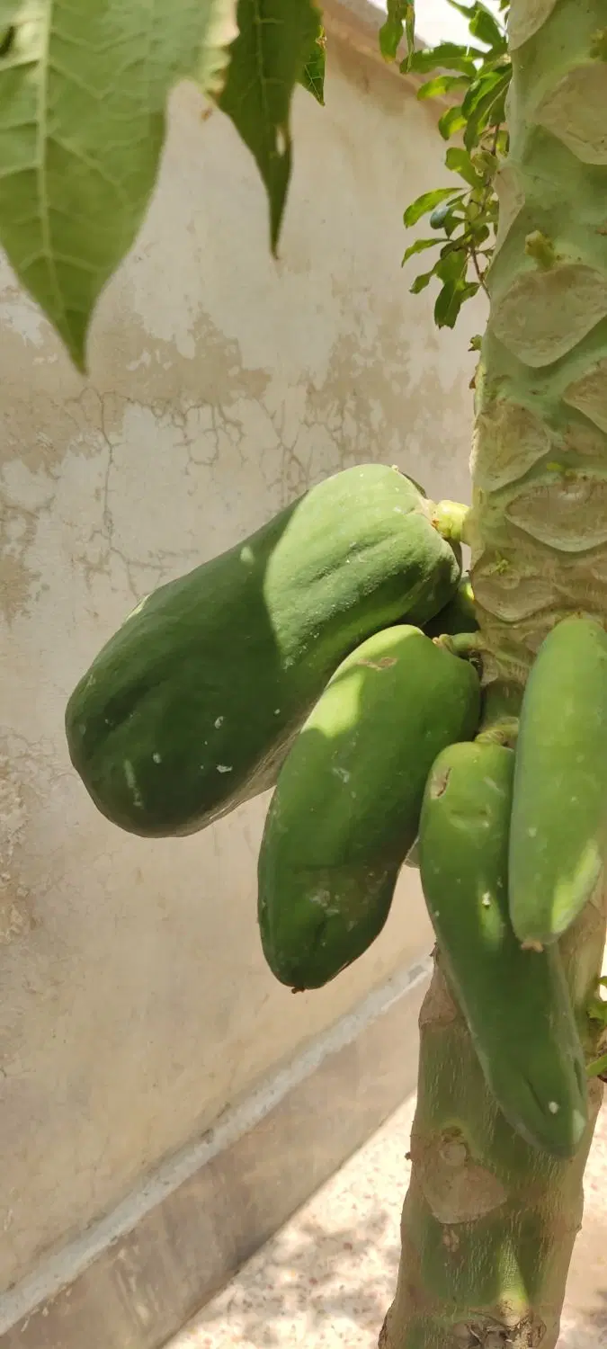 فروش باغ نخل و لیمو و زمین خالی