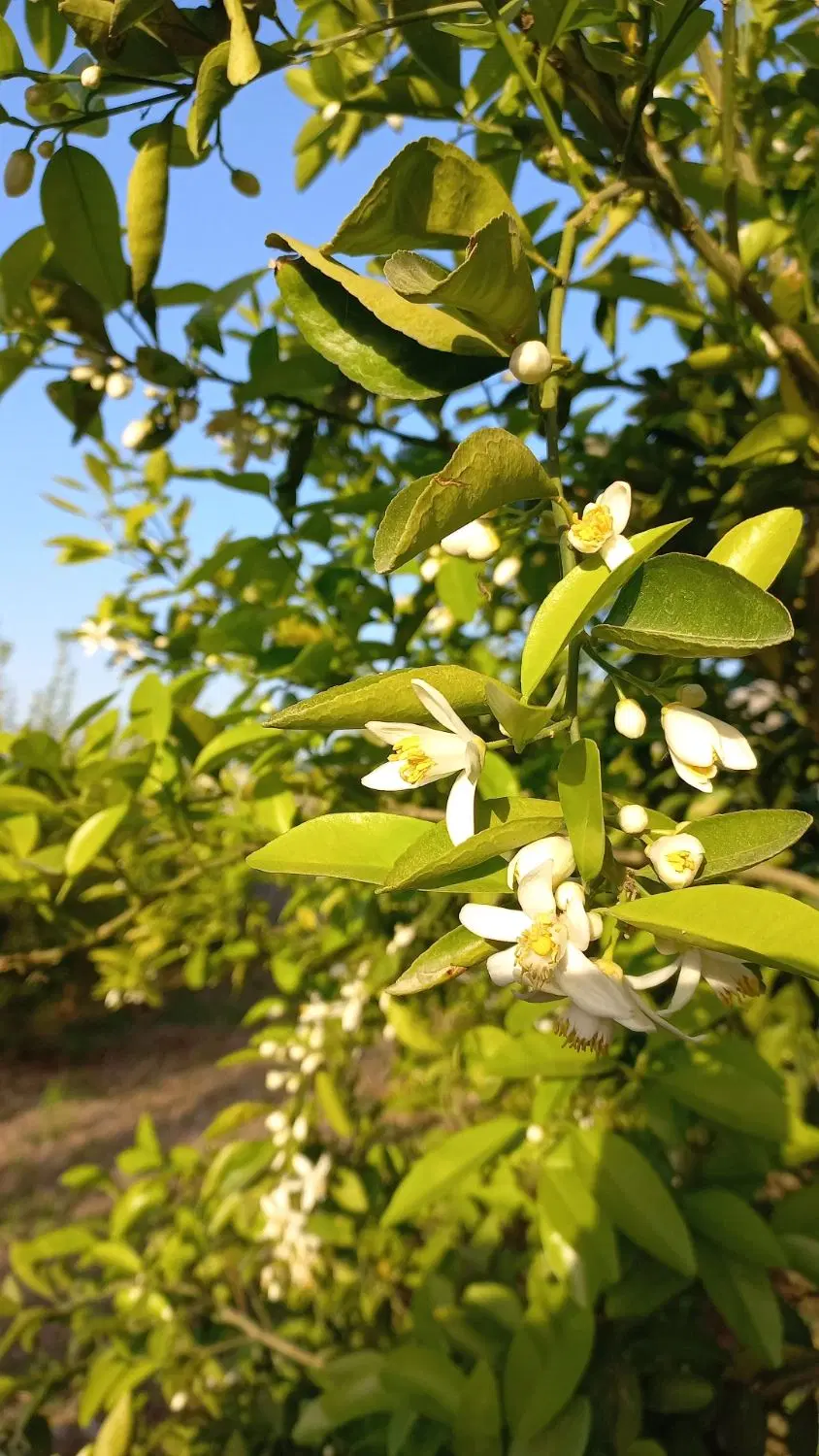 باغچه ۵۰۰ متری با قیمت مناسب و درختان پر ثمر