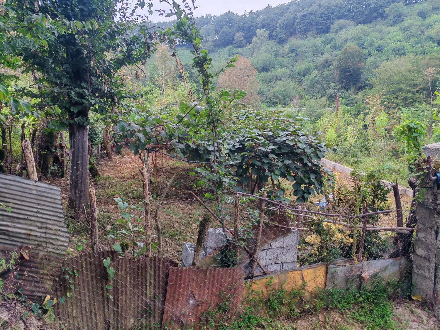 زمین باغی