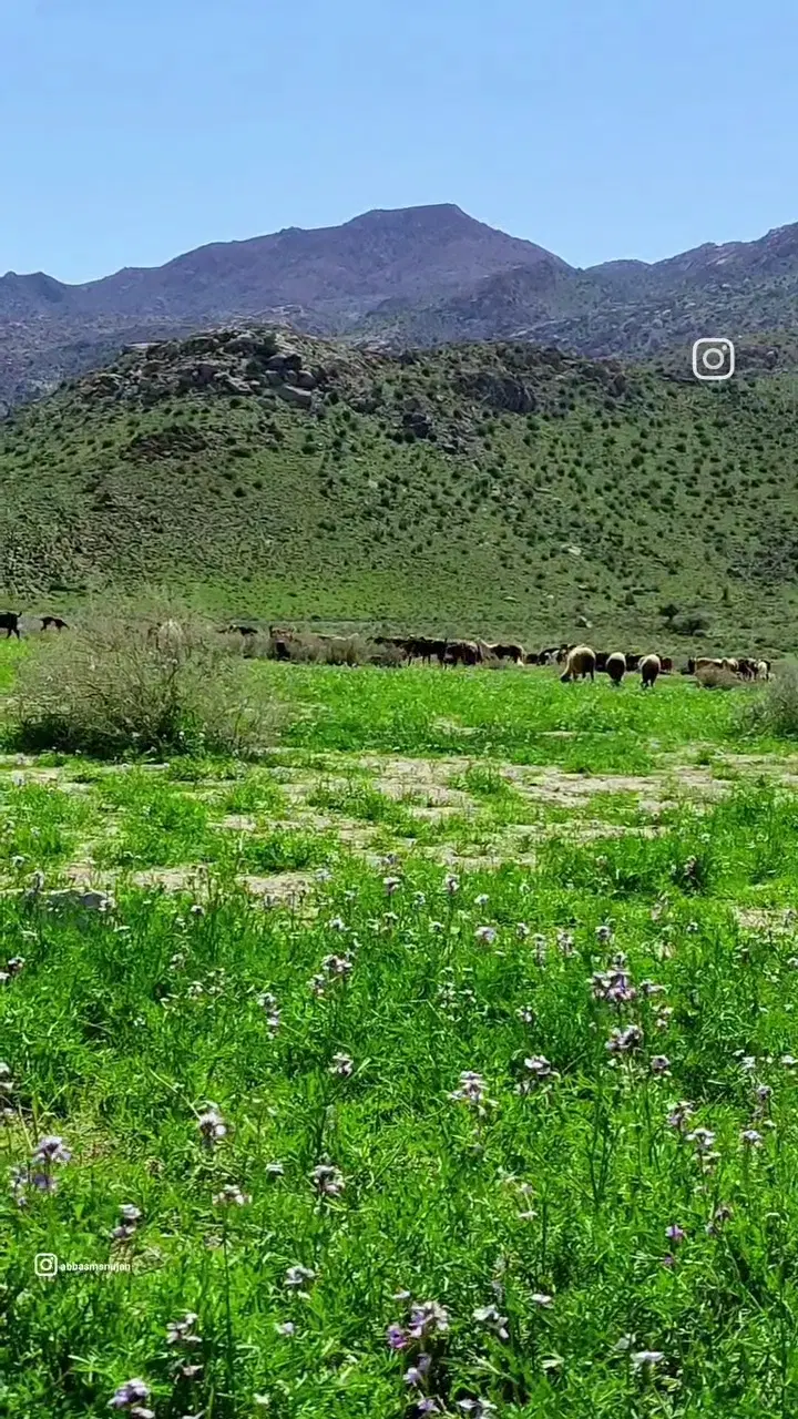 زمین مسکونی