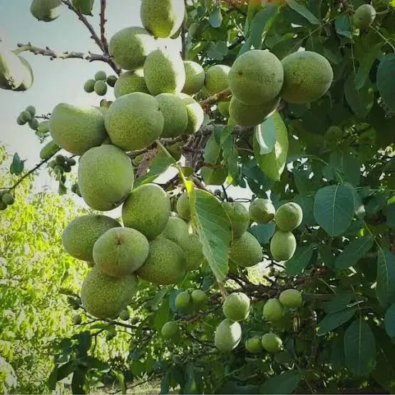 فروش باغچه ۱۵۰۰ متری در کنار پل ترخین‌آباد