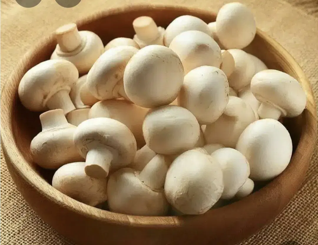 قارچ دکمه ای سالن سوله پرورش قارچ