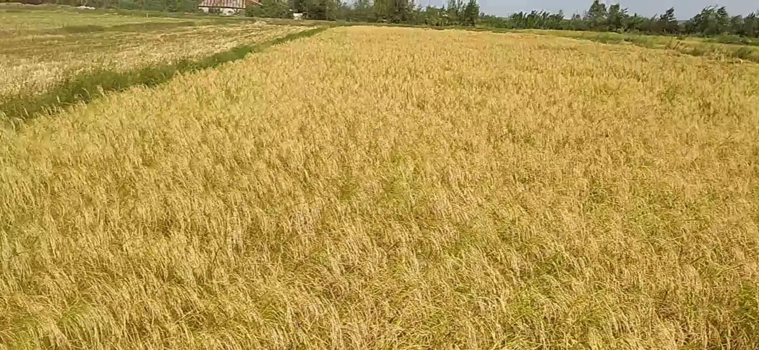 زمین کشاورزی برنج