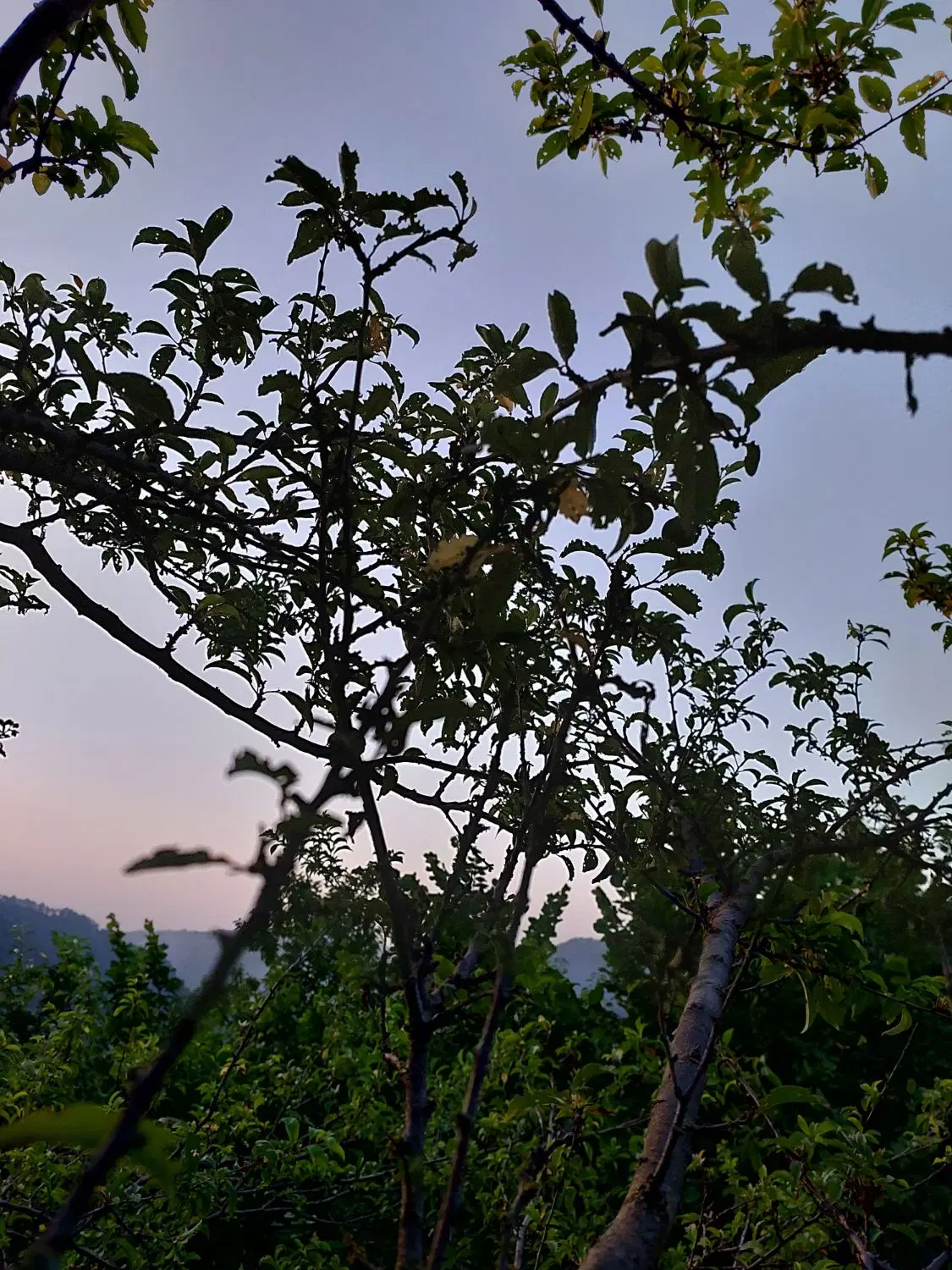 زمین باغی در روستای ریگ چشمه بالا مینودشت