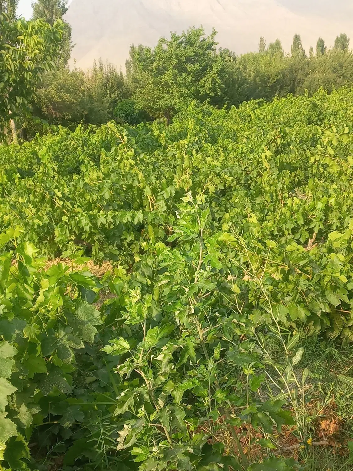 باغ انگورخسبیجان