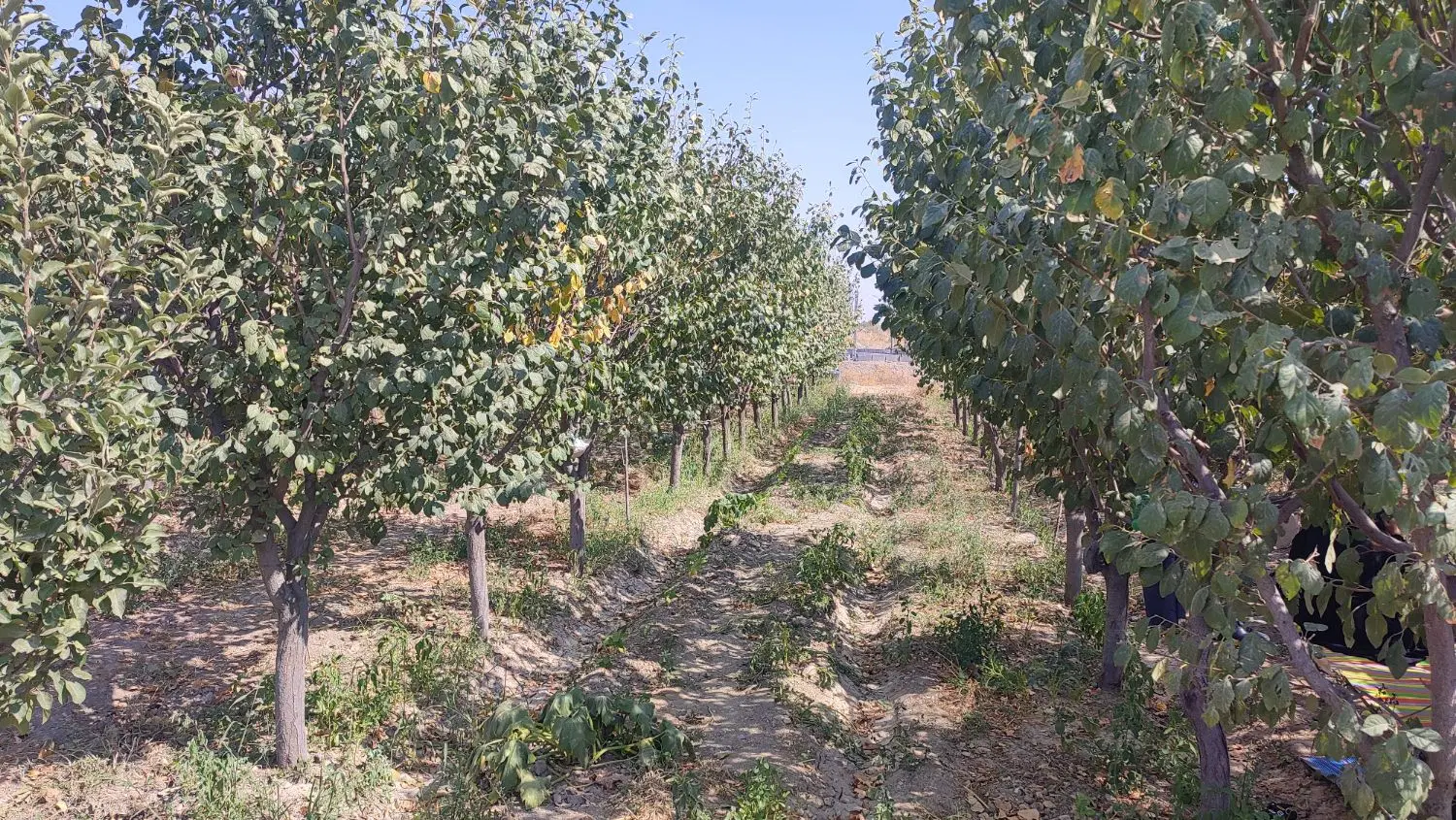 باغ میوه دار